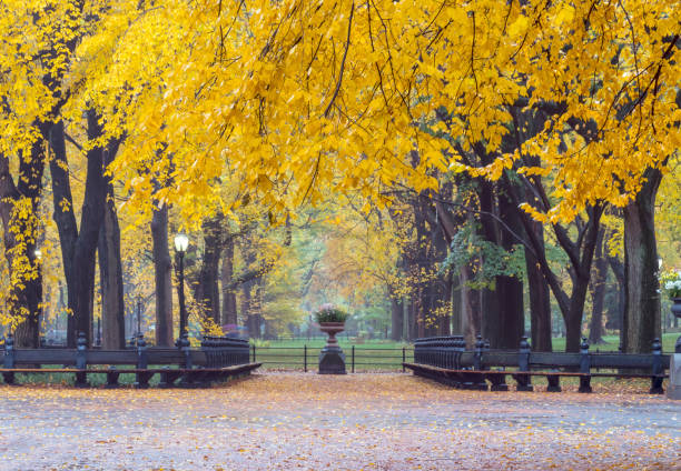 istock Central Park Mall in autumn 1076736432