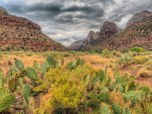 istock Zion National Park, Utah 1076736616