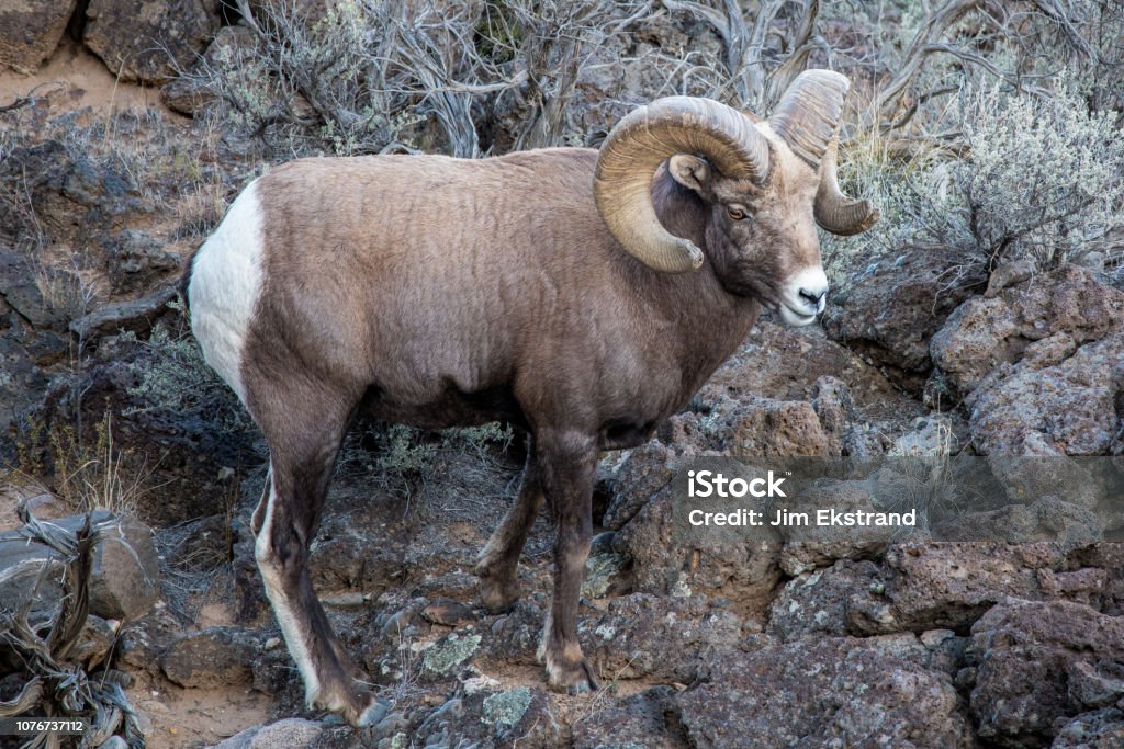 Large Rocky Mountain Bighorn Sheep Ram In The Rio Grande Gorge Near Taos  New Mexico Stock Photo - Download Image Now - iStock