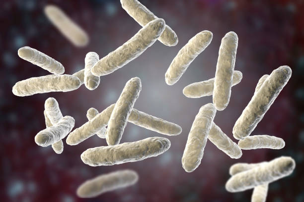 Probiotic bacteria, normal intestinal microflora Probiotic bacteria, normal intestinal microflora, 3D illustration. Bacteria used as probiotic treatment, yoghurts, healthy food bifidobacterium stock pictures, royalty-free photos & images