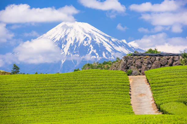 istock Fuji, Japan at Mt. Fuji and tea fields. 1076738622