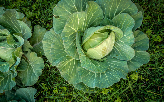 Organic cabbage grown in West Bengal, India