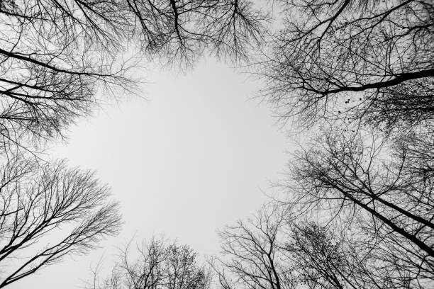 istock crown of tree with  sky 1076740858