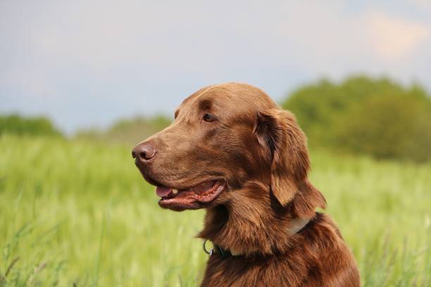 istock flat coated retriever head portrait 1076741422