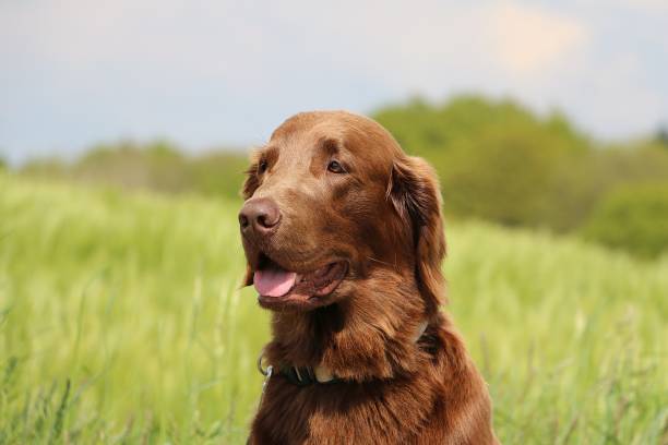 istock flat coated retriever head portrait 1076741436