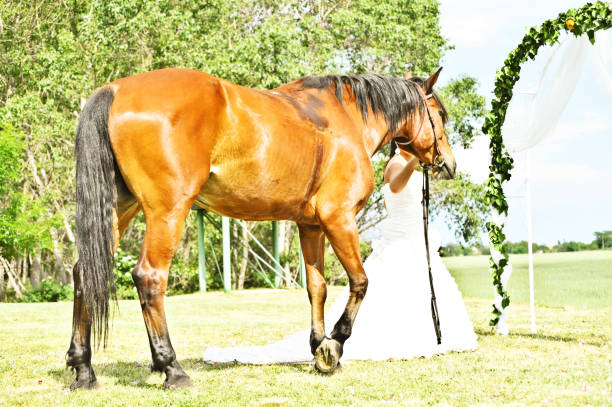 una hermosa novia posando con su caballo del animal doméstico - honeymoon wedding paris france bride fotografías e imágenes de stock