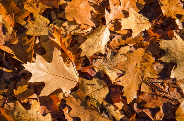 Oak leaves on the ground