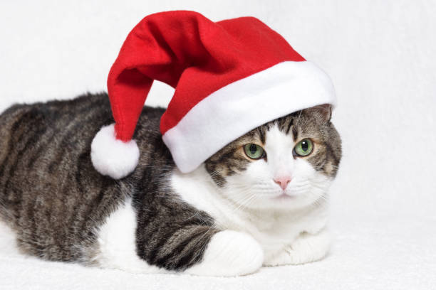 istock Christmas cat in red Santa Claus hat, on white background 1076745944