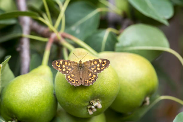 Pear tree on the butterfly in nature.