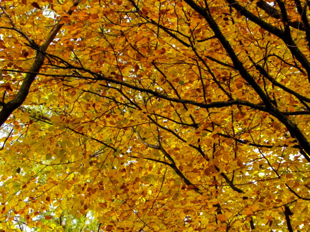 istock Branches of autumnal trees as nature background. 1076757616