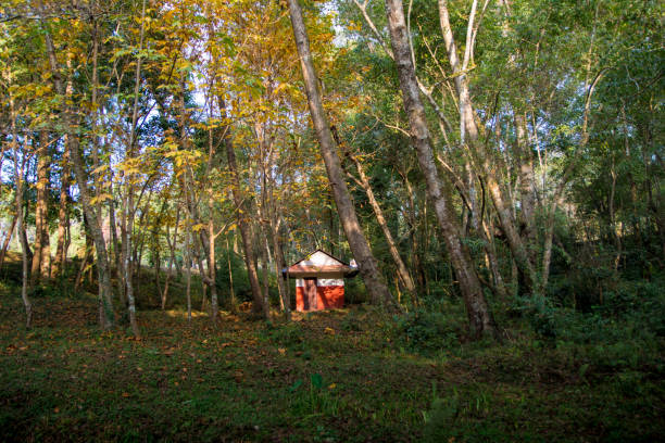 istock A old non leaving forest house in dense forest 1076760506