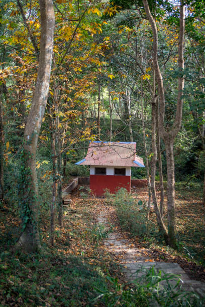 istock A old non leaving forest house in dense forest 1076760886