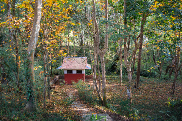 istock A old non leaving forest house in dense forest 1076762912