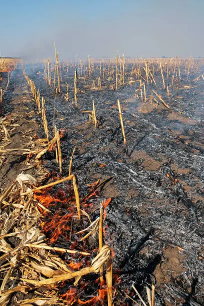Fire Burning on the Dried Cornfield. Corn Field Fire After Harvest.
