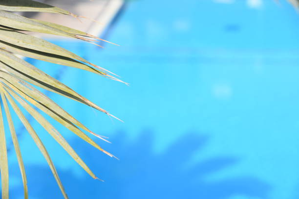 istock A palm tree on a pool background with blue water 1076764952