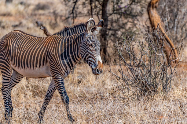 зебра редкого самца грёви, движущаяся по низкой сухой траве, красная от прокатки в грязи после дождя. - animal africa ethiopia mule стоковые фото и изображения
