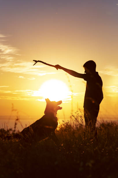 silhouette d’un jeune homme marchant avec un chien sur le terrain au coucher du soleil, garçon jouant un bâton en bois avec son animal de compagnie sur la nature - dog retrieving german shepherd pets photos et images de collection