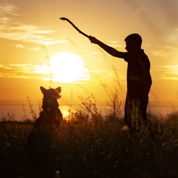 sylwetka młodego mężczyzny chodzącego z psem na polu o zachodzie słońca, chłopca grającego drewniany kij ze swoim zwierzakiem na naturze - dog retrieving german shepherd pets zdjęcia i obrazy z banku zdjęć