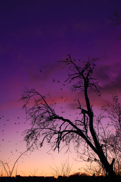 istock Sunset in a beautiful colorful sky with in foreground a winter forest 1076769434
