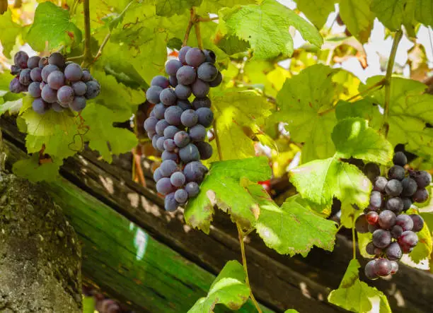 three bunches of black grapes during the harvest period