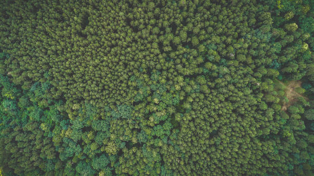 istock Forest view from top up during summer day 1076772288