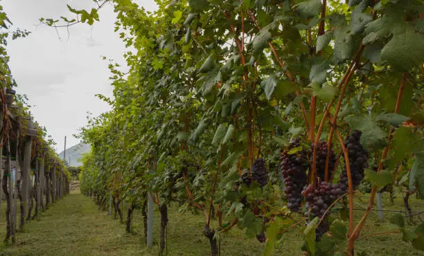 close up of a vineyard during the harvest season