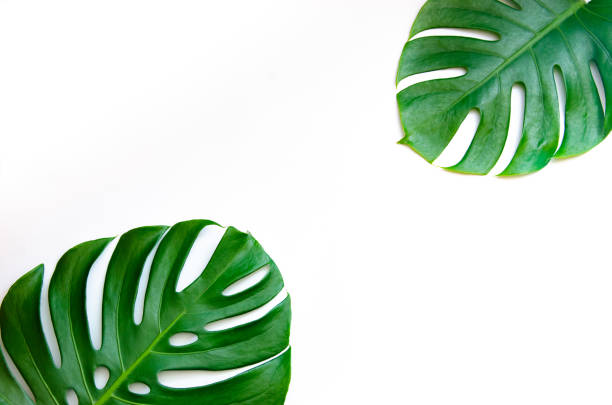 istock Monstera leaves leaves with Isolate on white background Leaves on white 1076772688