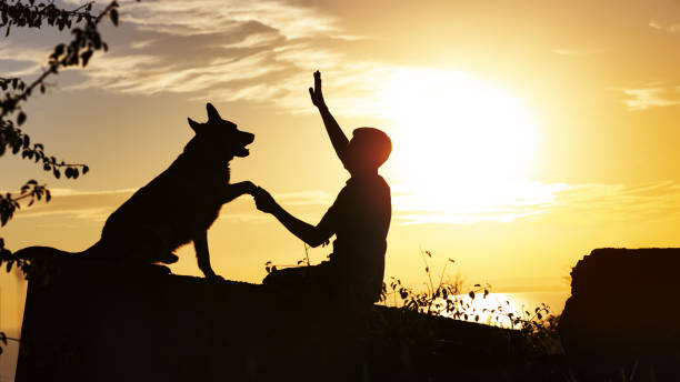 istock silhouette of a training German Shepherd dog with a handler at sunset in a field, man make signs and give commands with hands on nature 1076773174