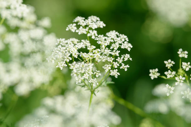 istock Anise flower field. Food and drinks ingredient. 1076773738