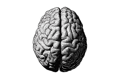 Monochrome engraving brain illustration in top view with stylized triangular wireframe isolated on white background