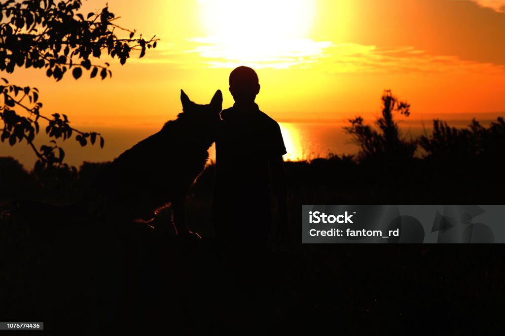 silhouette profile of German Shepherd dog sitting nearby his owner man, boy walking on nature with pet at sunset in a field silhouette profile of German Shepherd dog obediently sitting nearby his owner man, boy walking on nature with pet at sunset in a field, concept friendship men and animal Dog Stock Photo