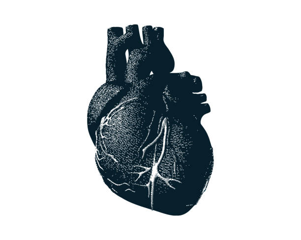 ilustraciones, imágenes clip art, dibujos animados e iconos de stock de corazón humano monocromo con dot estilo de dibujo - pumping blood illustrations