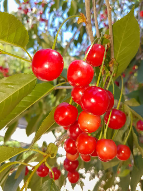istock Cluster of ripe cherries on cherry tree 1076778036
