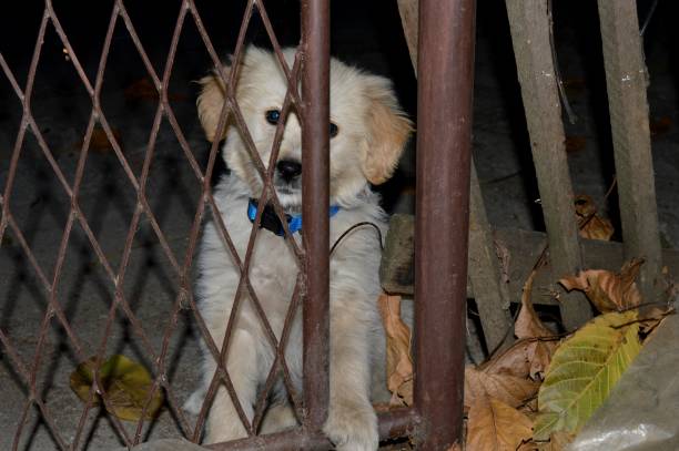 istock little puppy behind the fence 1076779642