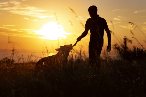 silhouette d’un homme marchant avec un chien sur le terrain au coucher du soleil, garçon jouant avec animal en plein air, notion de passe-temps joyeux et d’amitié avec des animaux - dog retrieving german shepherd pets photos et images de collection