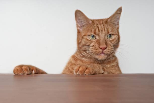 istock Curious ginger cat searching for food at the table. 1076785392