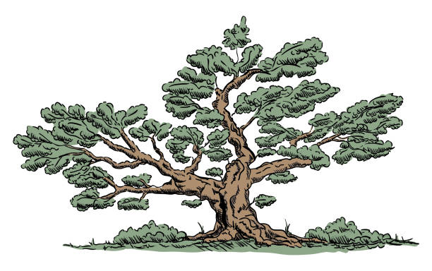 вектор - большое старое дерево - grass nature dry tall stock illustrations