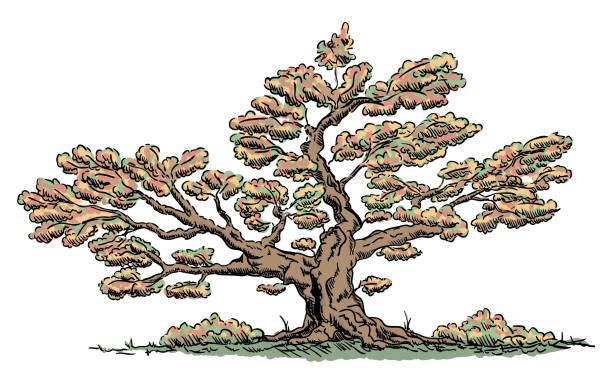 illustrations, cliparts, dessins animés et icônes de vector - big vieil arbre - grass nature dry tall