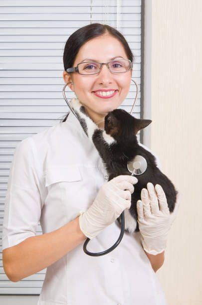 istock Kitten kisses veterinarian while listening 1076795634