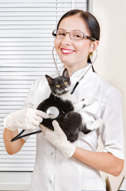 istock Smiling vet listens kitten sitting on his hands 1076795800