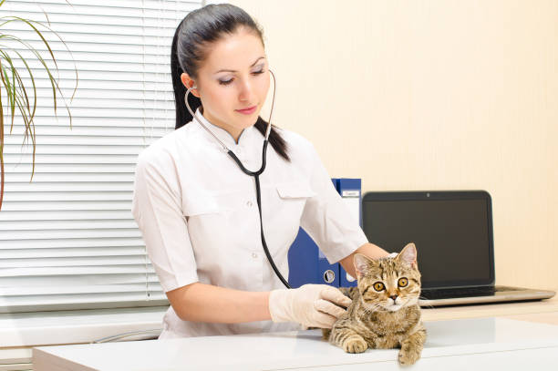 istock Vet  listens to kitten scottish straight 1076795838