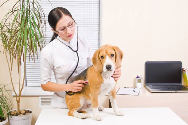 istock Vet listens a dog stethoscope 1076795920
