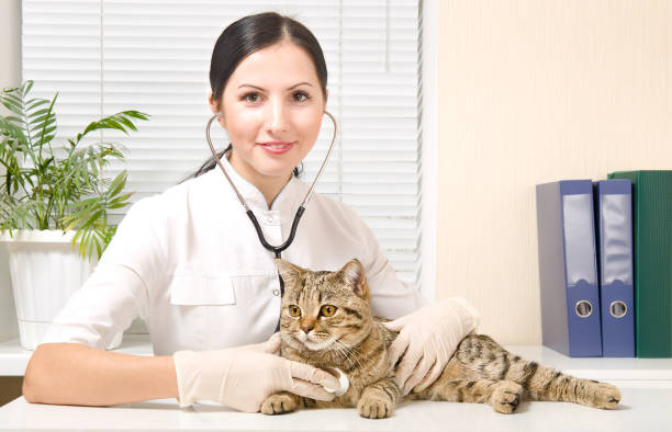 istock Vet listens stethoscope cat breed Scottish Straight 1076795924