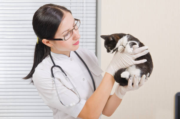istock Veterinarian holding a kitten and examines him 1076796168