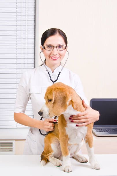 istock Veterinarian listens to dog 1076796340