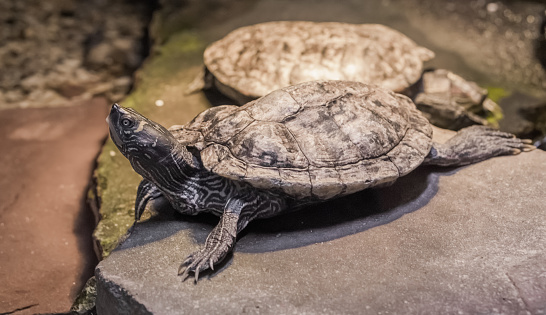 closeup of a cumberland slider turtle with another turtle in the background