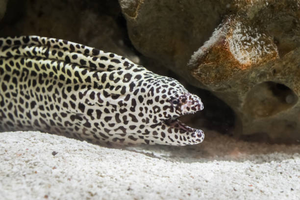 zwart gevlekte luipaard murene die voorkomt in close-up openen zijn mond, een slang van het water van de stille oceaan. - paling nederland stockfoto's en -beelden