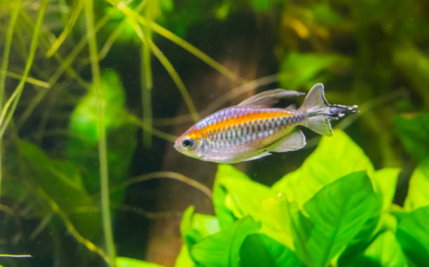 closeup of a glow light tetra fish, a small tropical fish from Essequibo river of Guayana closeup of a glow light tetra fish, a small tropical fish from Essequibo river of Guayana silver piranha fish stock pictures, royalty-free photos & images
