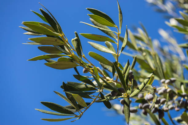 istock Tree, bush with growing, ripening olives 1076803594