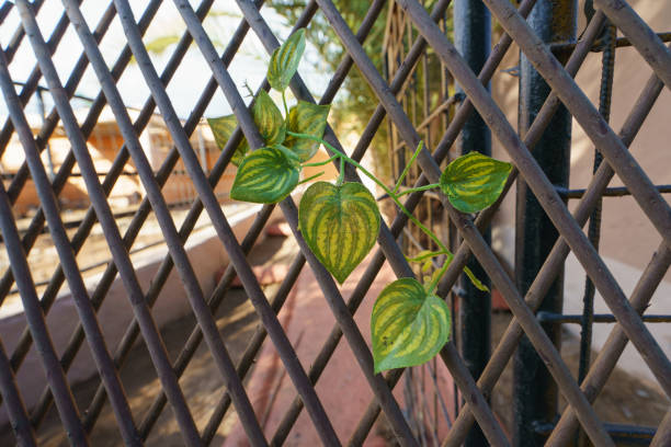 brindille avec des feuilles vertes rampé à travers les tiges de clôture et pousse ainsi. - green fence chainlink fence wall photos et images de collection